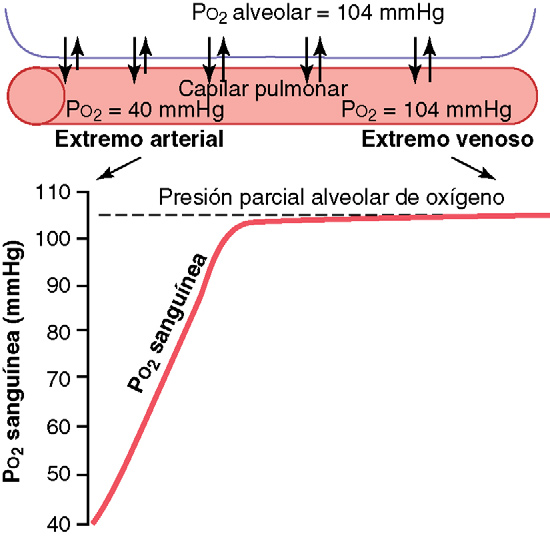 transporte de oxigeno y dioxido de carbono