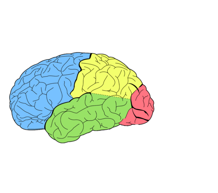 Cerebro | Mind Map