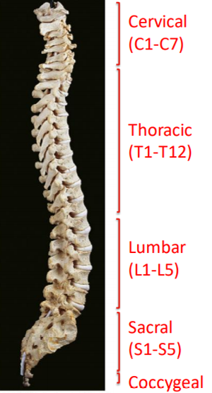 Ribcage and lung anatomy | Flashcards