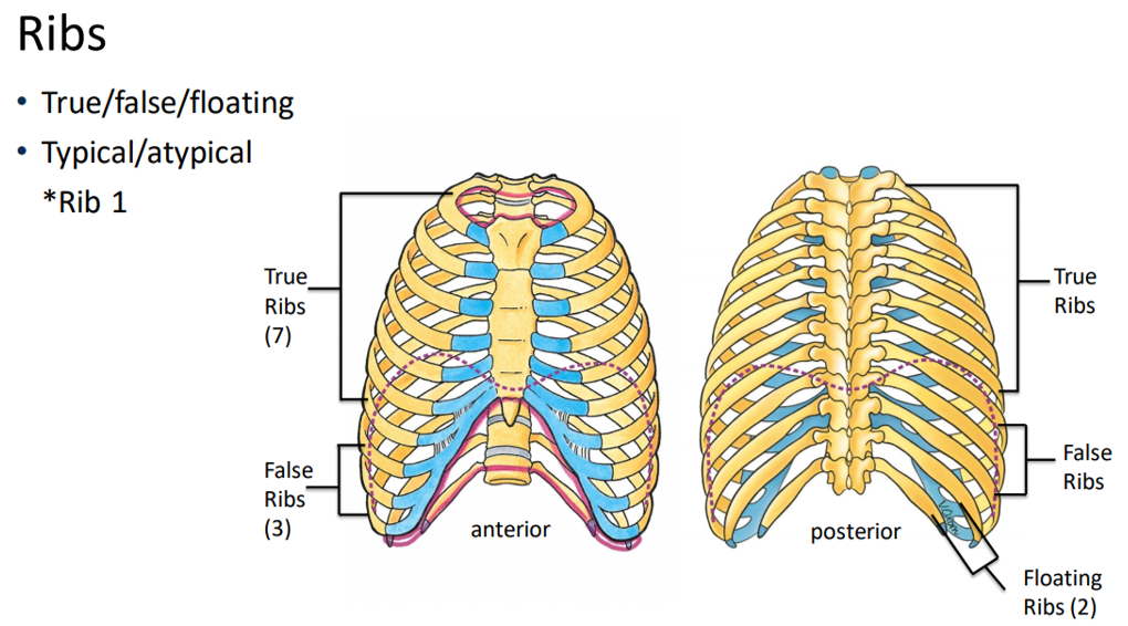 Ribcage and lung anatomy | Flashcards