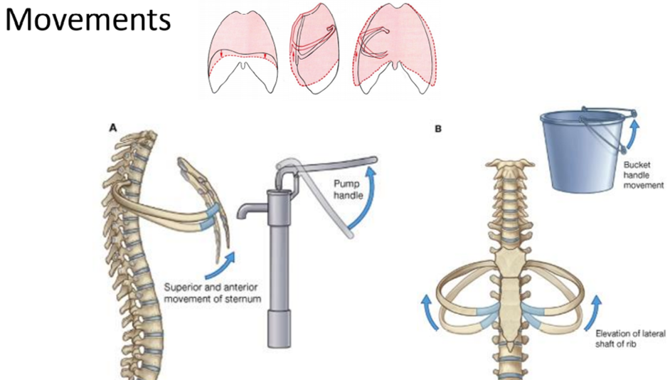 Ribcage and lung anatomy | Flashcards