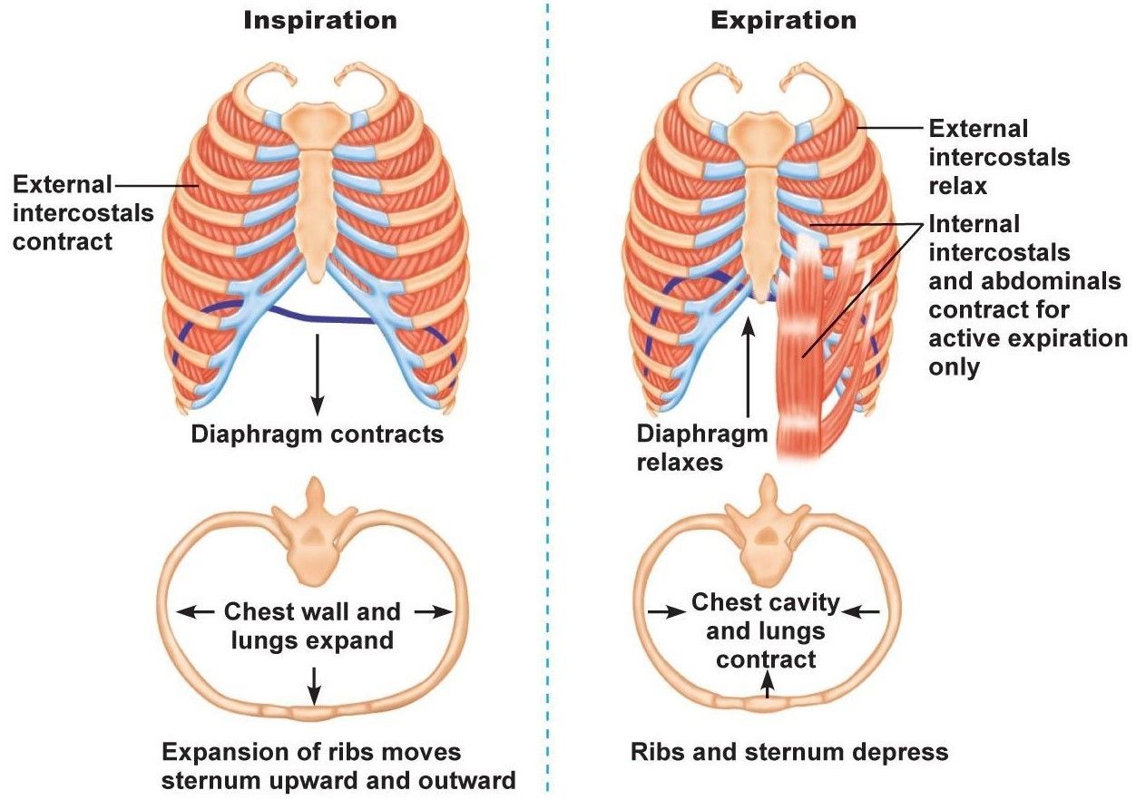 Ribcage and lung anatomy | Flashcards