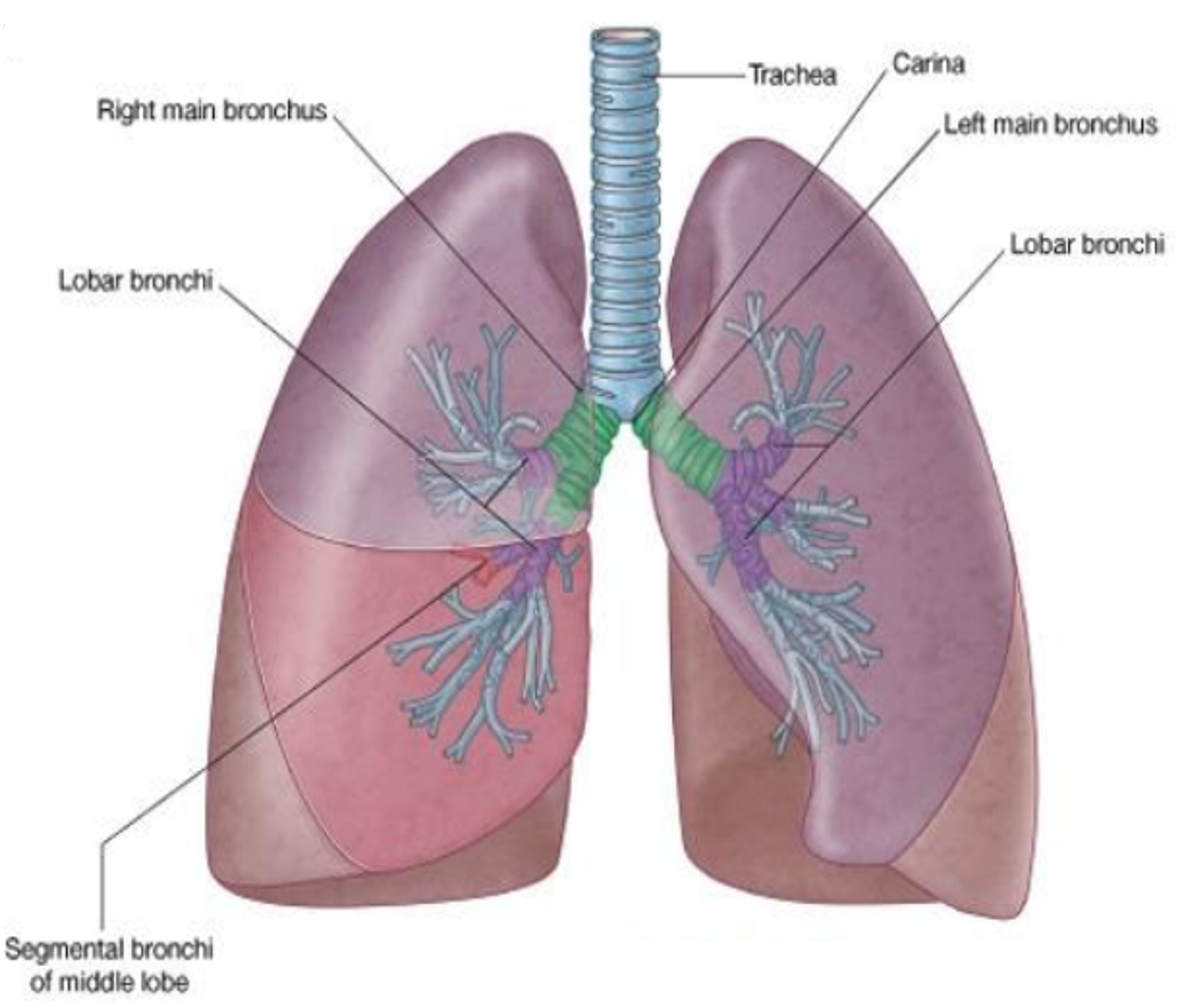 Ribcage and lung anatomy | Flashcards