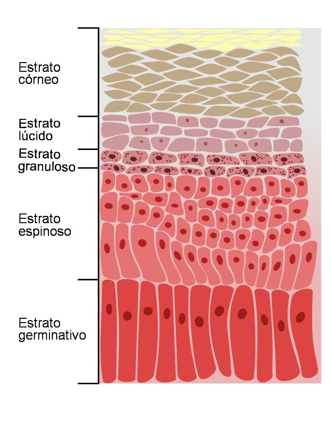 Capas De La Epidermis Mind Map 9538