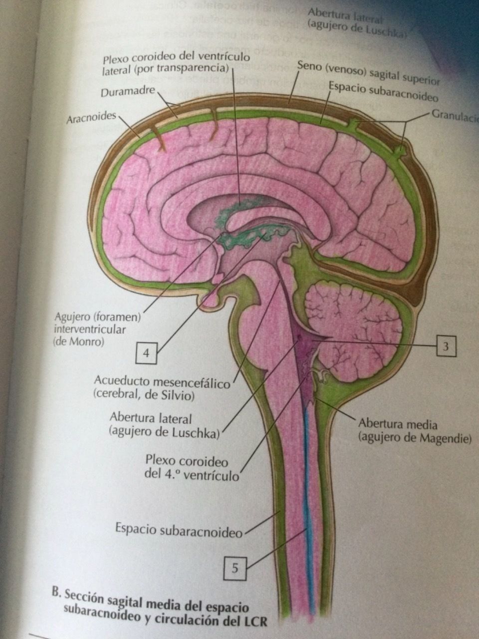 SISTEMA NERVIOSO | Mind Map