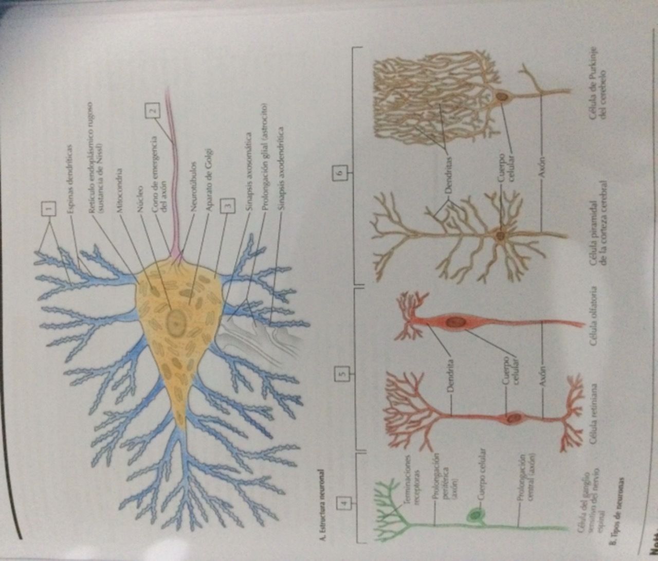 SISTEMA NERVIOSO | Mind Map