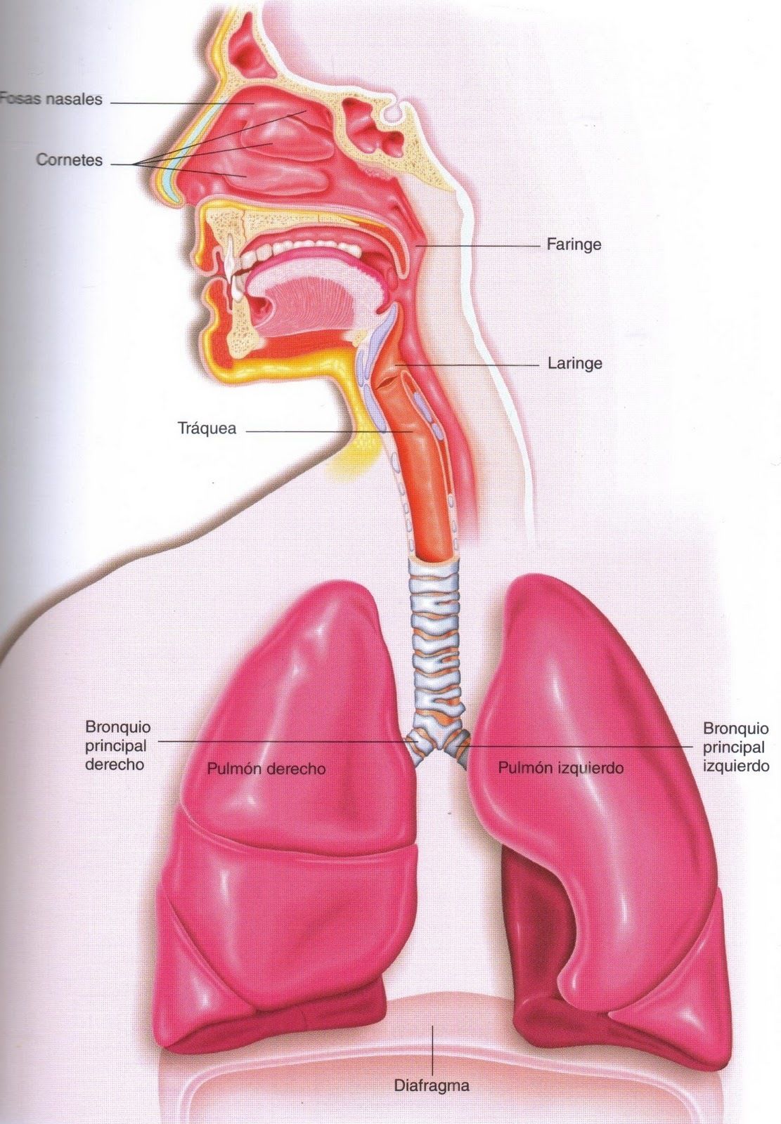 Sistema Respiratorio | Mind Map