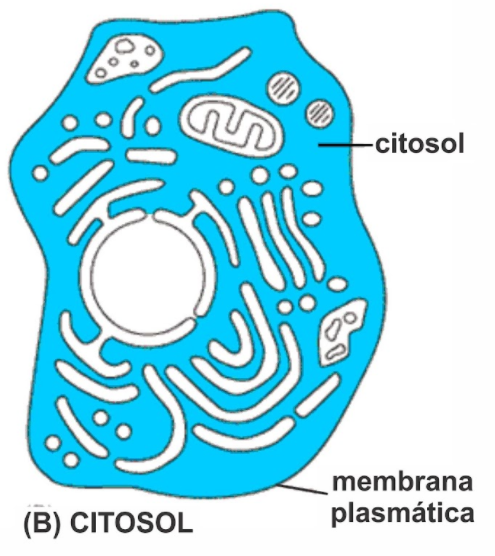 Citosol | Mind Map