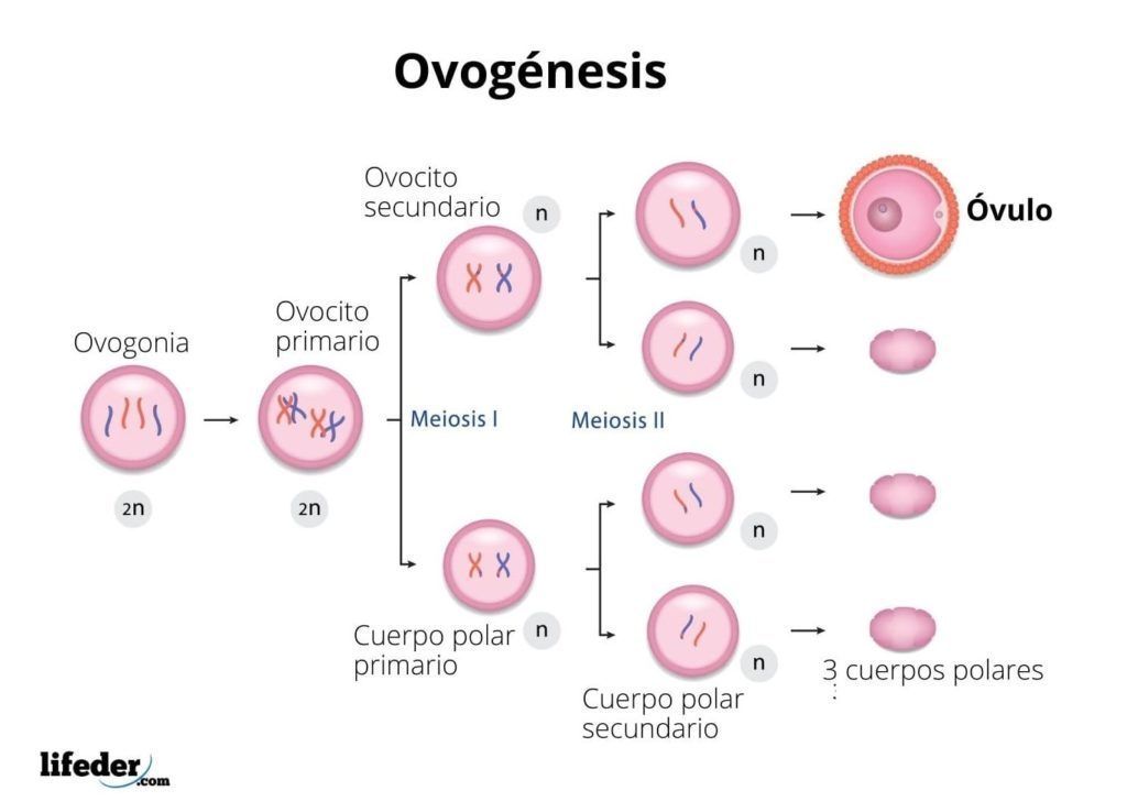 Gametogénesis Formación Del Espermatozoide Y Del Ovocito Flashcards