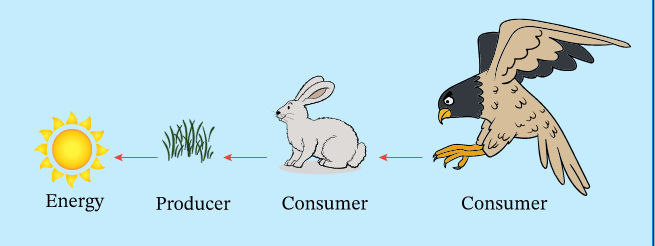 Ecosystem | Mind Map