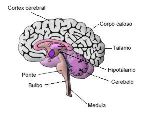 SISTEMA NERVOSO | Mind Map