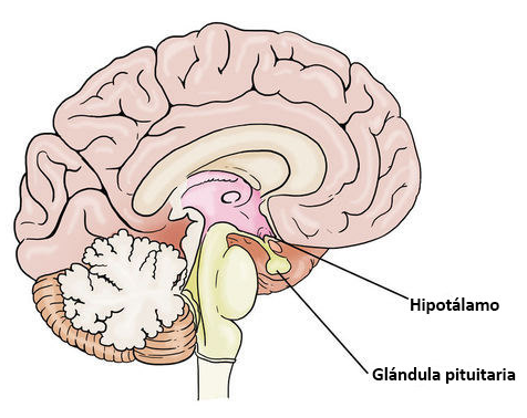 Sistema Límbico | Mind Map