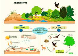 Entorno Vivo | Mind Map