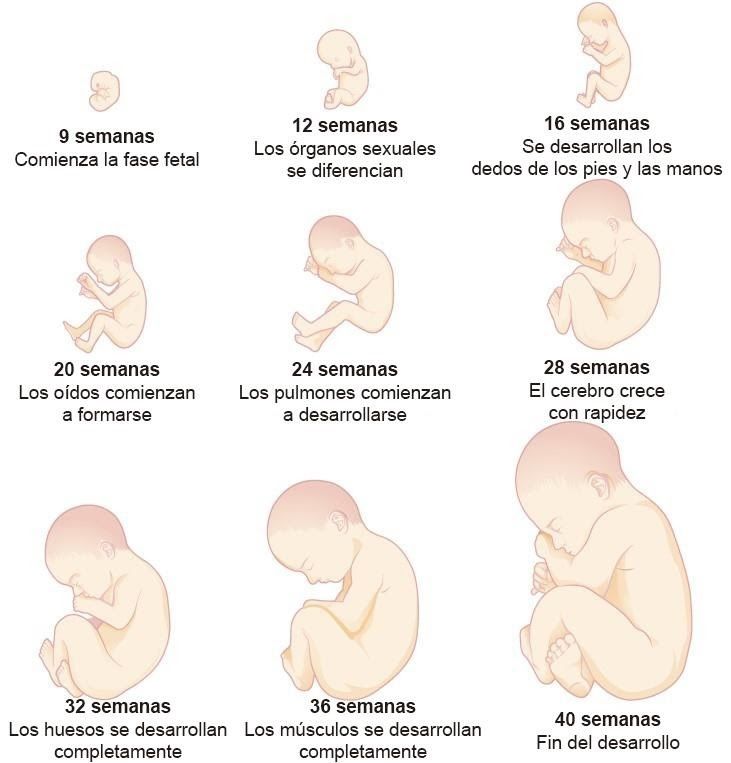 Desarrollo Prenatal Mind Map 