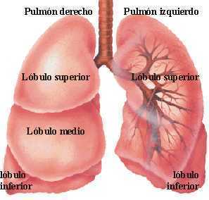 Anatomía del tórax | Flashcards