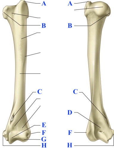 Arch 270 Felis Catus Skeleton | Flashcards