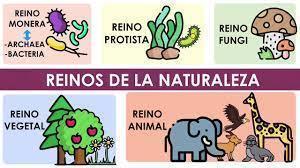 REINOS DE LA NATURALEZA | Mind Map