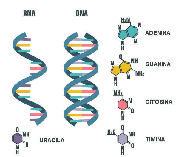 Ácidos Nucleicos | Mind Map