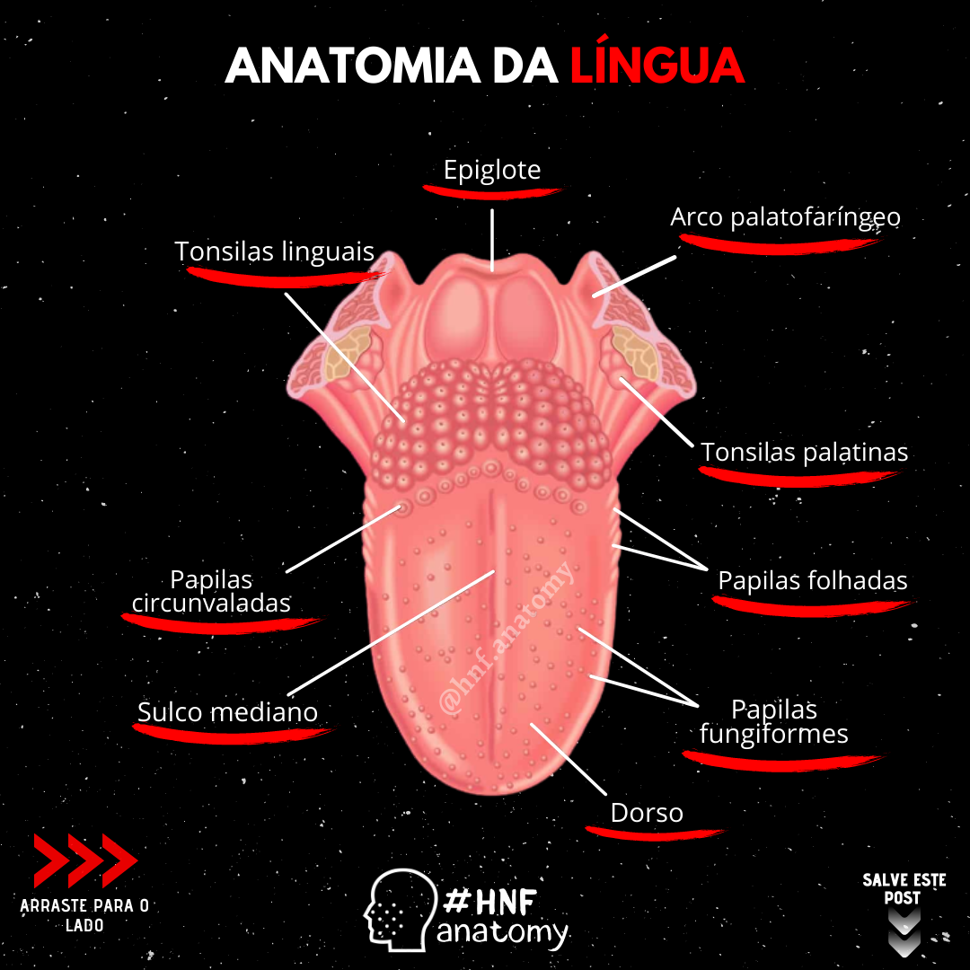 papilas gustativas no lado da língua