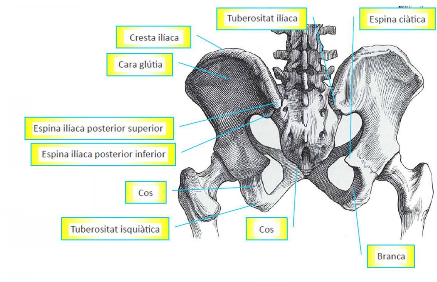 HUESOS DE LA CINTURA PELVICA | Mind Map