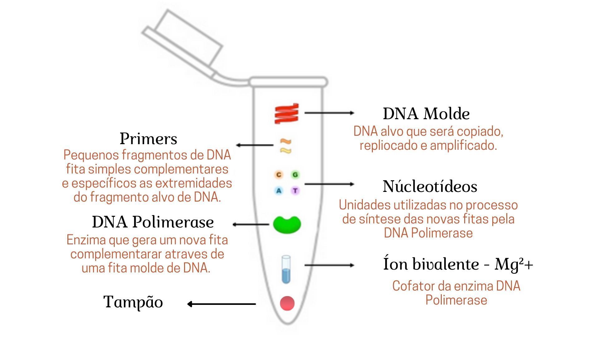 Reação em Cadeia da Polimerase PCR Mind Map