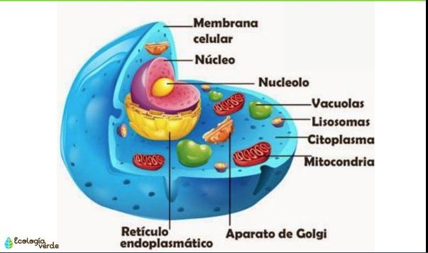 Células 