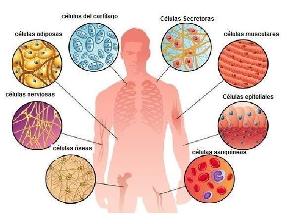 Origen de la vida según Antonio Pardo | Mind Map