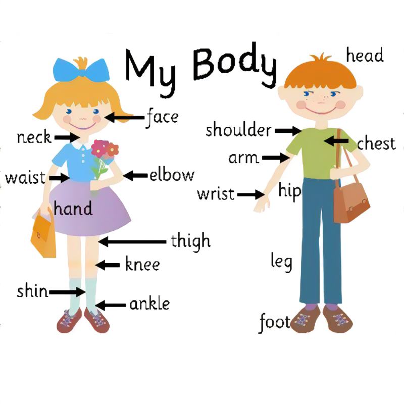 BODY PARTS | Flashcards