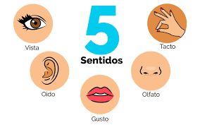 Nuestros cinco sentidos | Flashcards