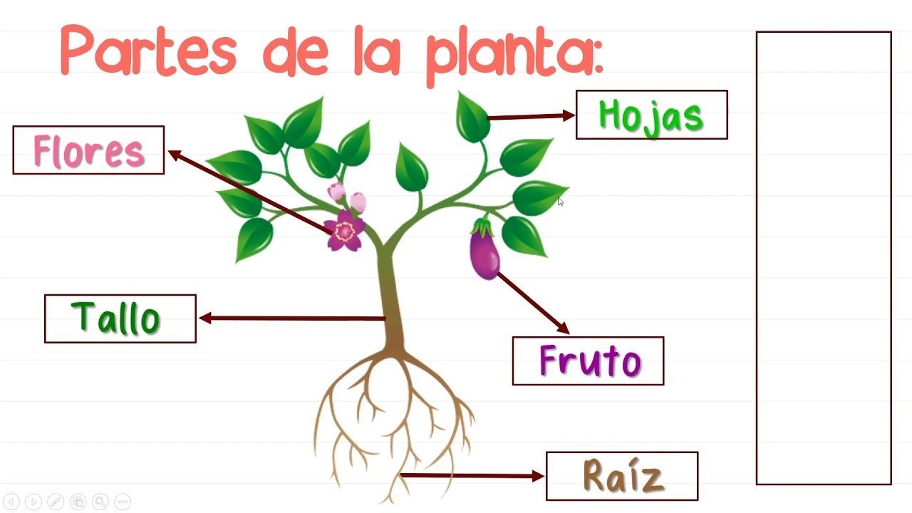 Las Plantas 