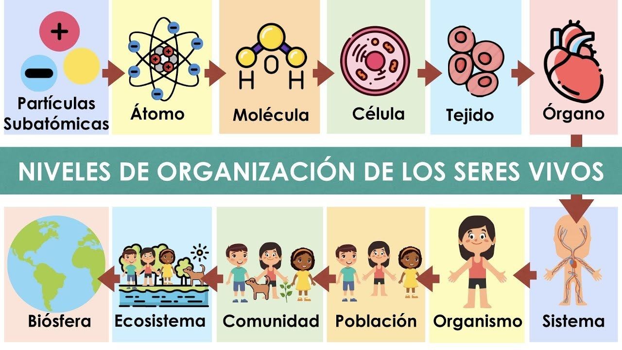 Niveles De Organización Mind Map