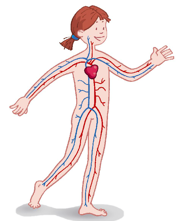 Body Systems | Mind Map