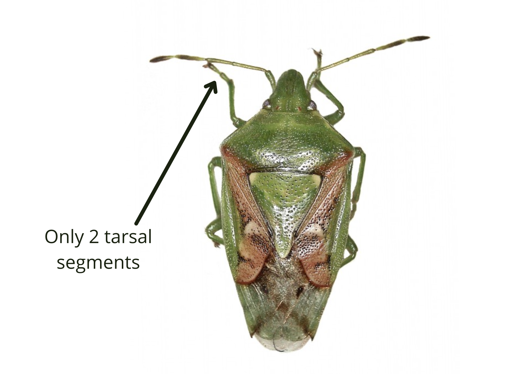 Hemiptera Families | Flashcards