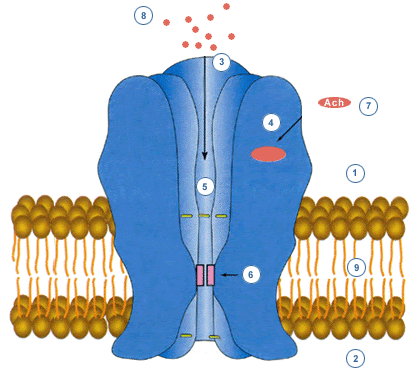 Farmacología Colinérgica | Mind Map