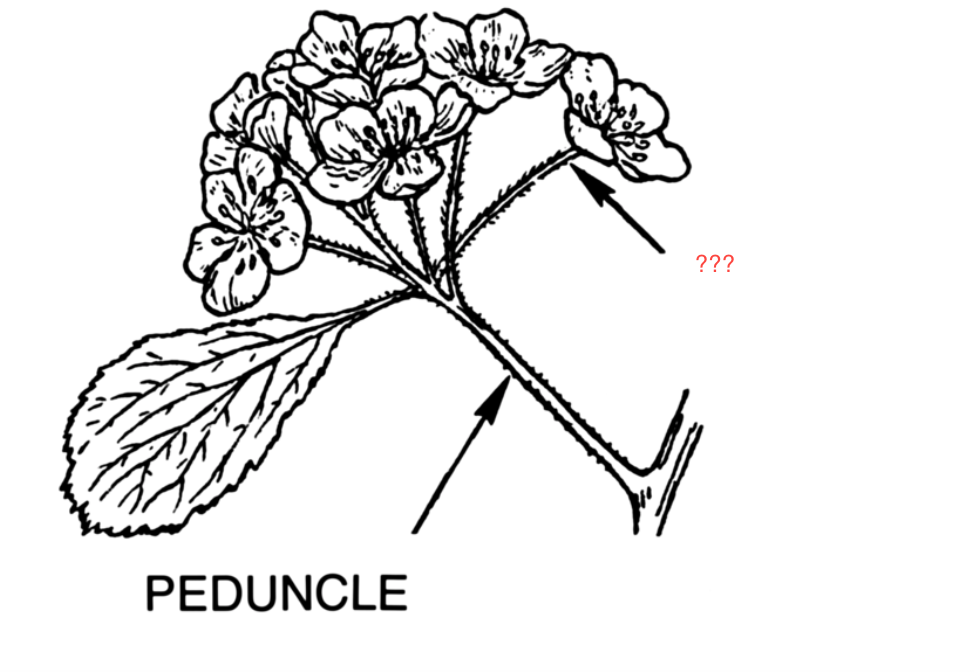 Lab 12 Angiosperm Reproduction | Flashcards