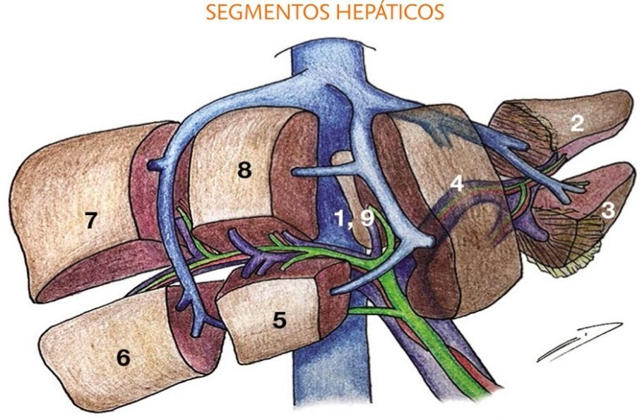 cuadrante de ubicación del páncreas