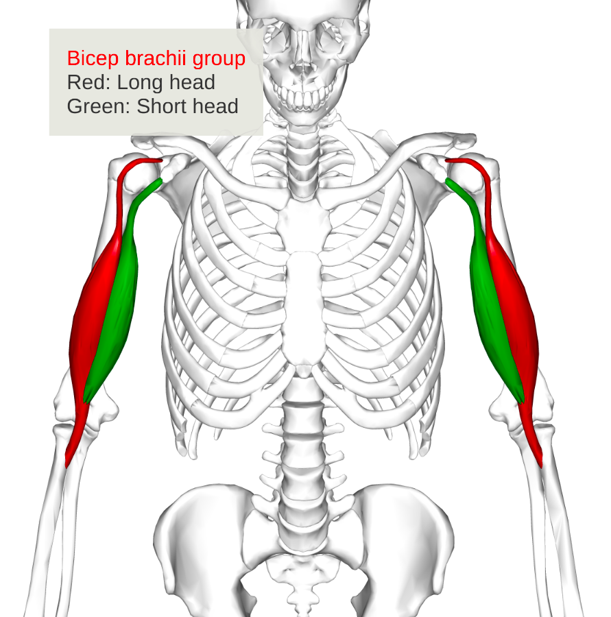 Muscles in Badminton | Flashcards