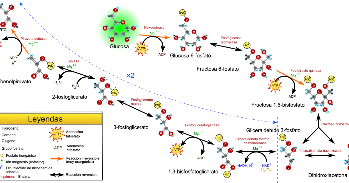 Metabolismo Celular Mind Map 6567