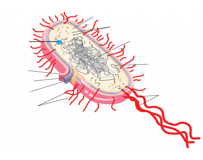 celula procarionte | Mind Map