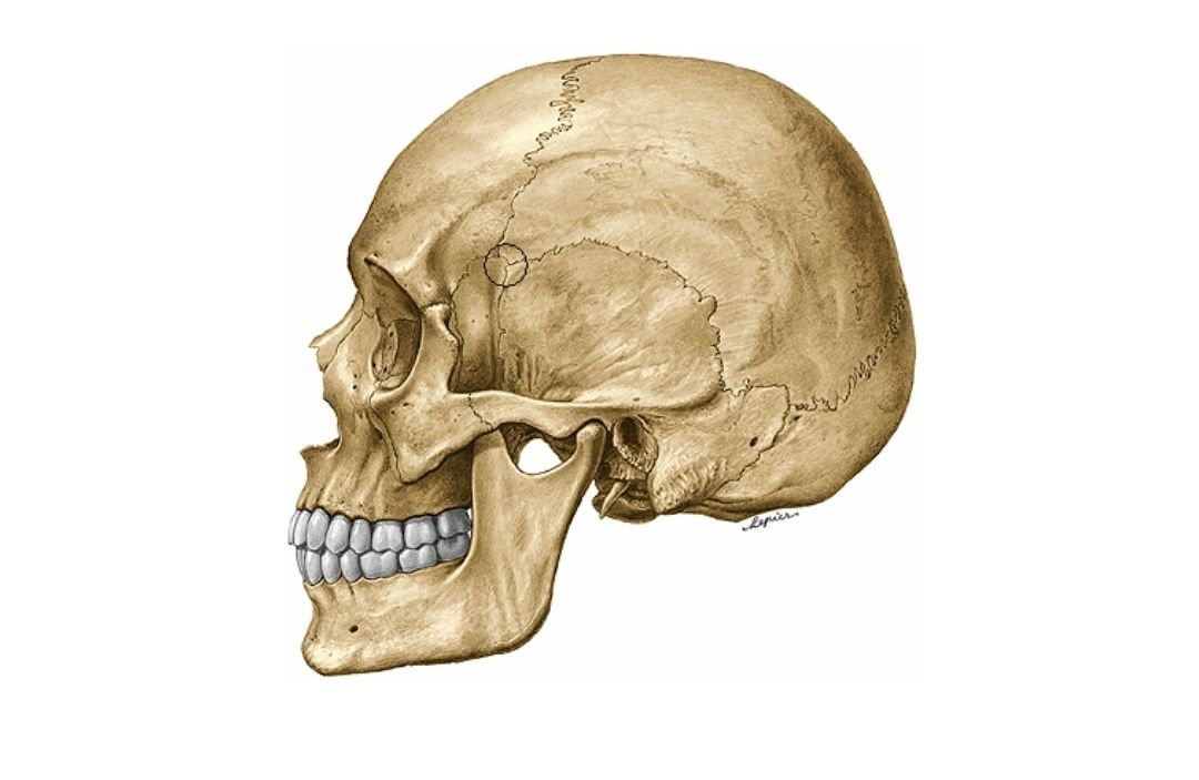 Crânio - Ossos e acidentes ósseos Quiz