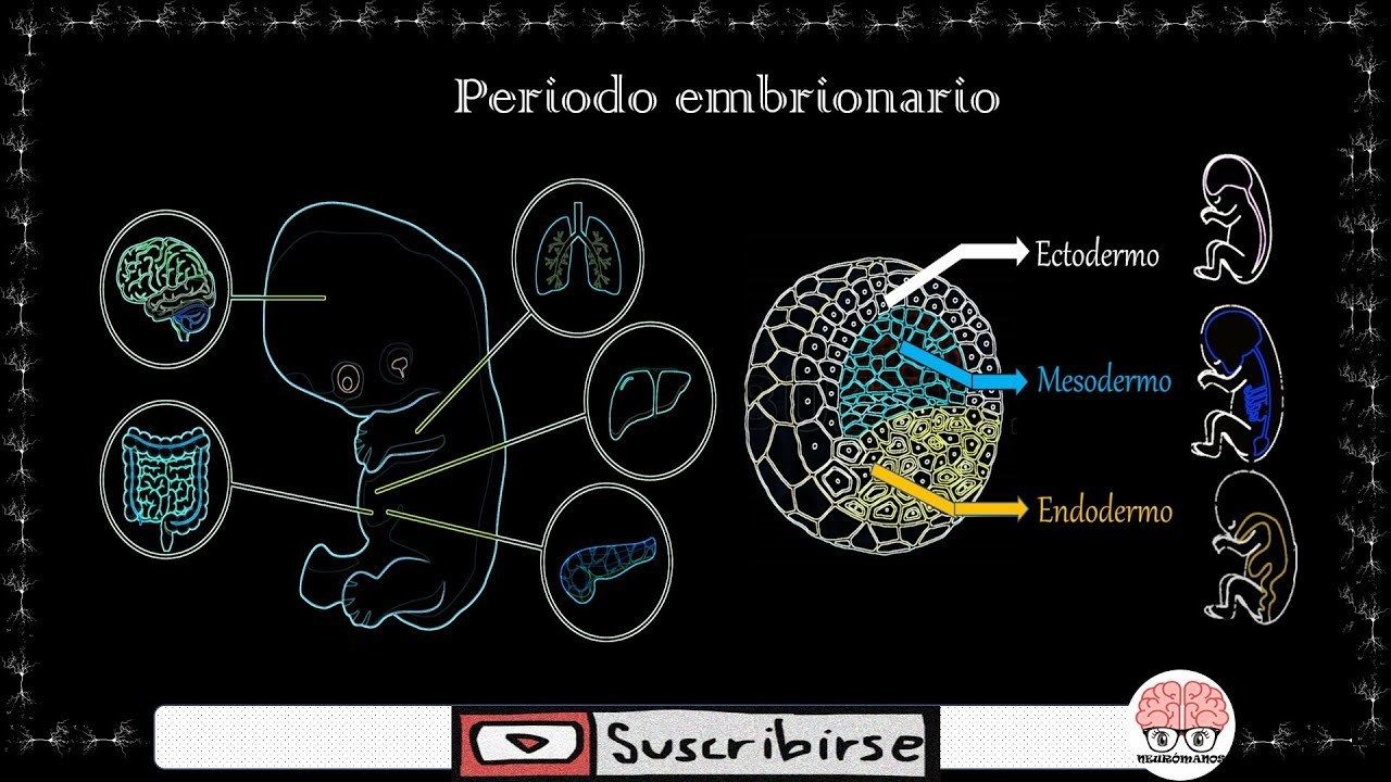 Conceptos básicos, Etapas del desarrollo, Terminología, Caracteríticas ...