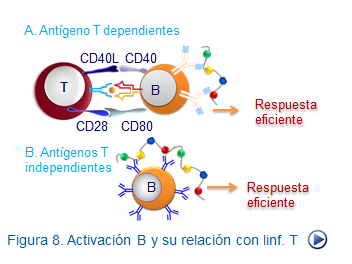 Linfocito B | Mind Map