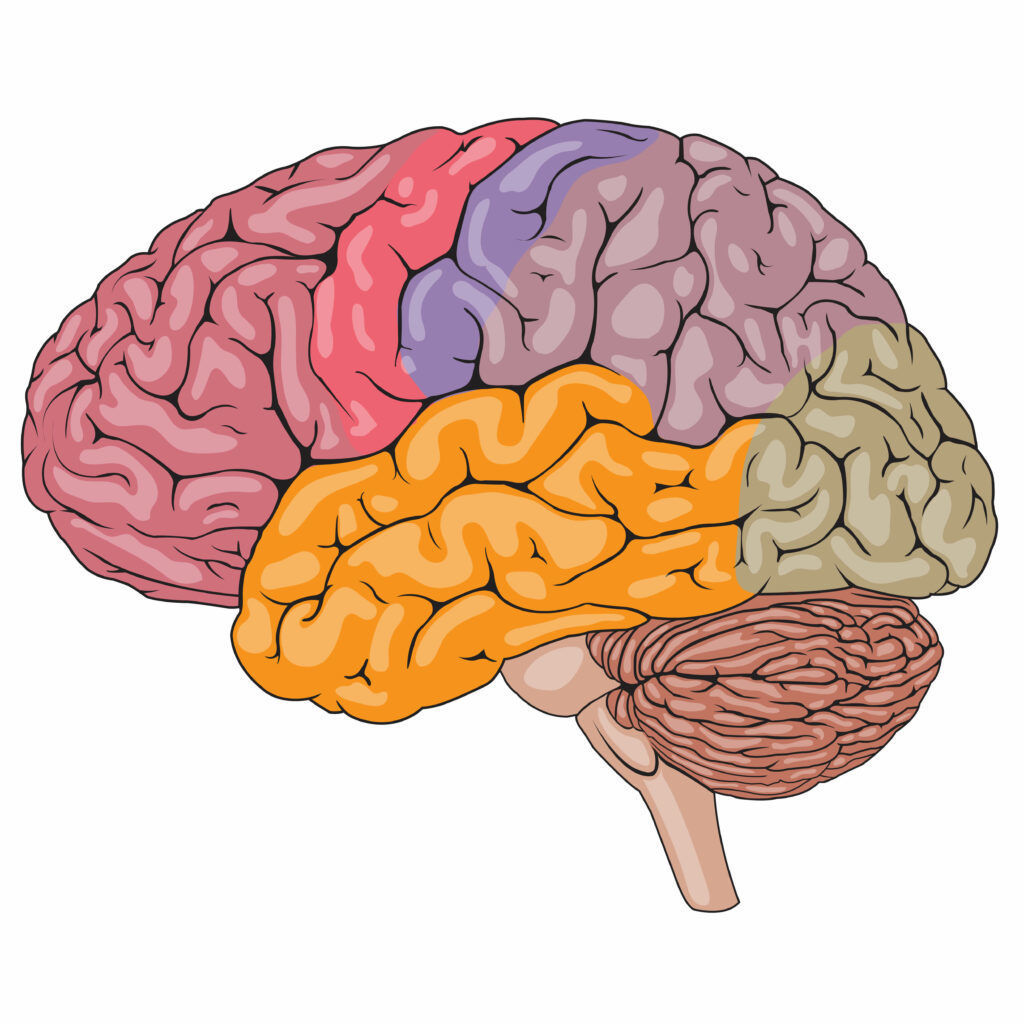 The Nervous System | Mind Map