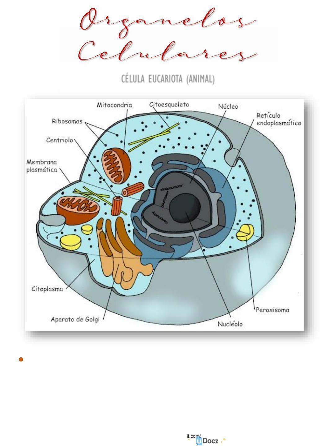 Componentes Celulares Mind Map