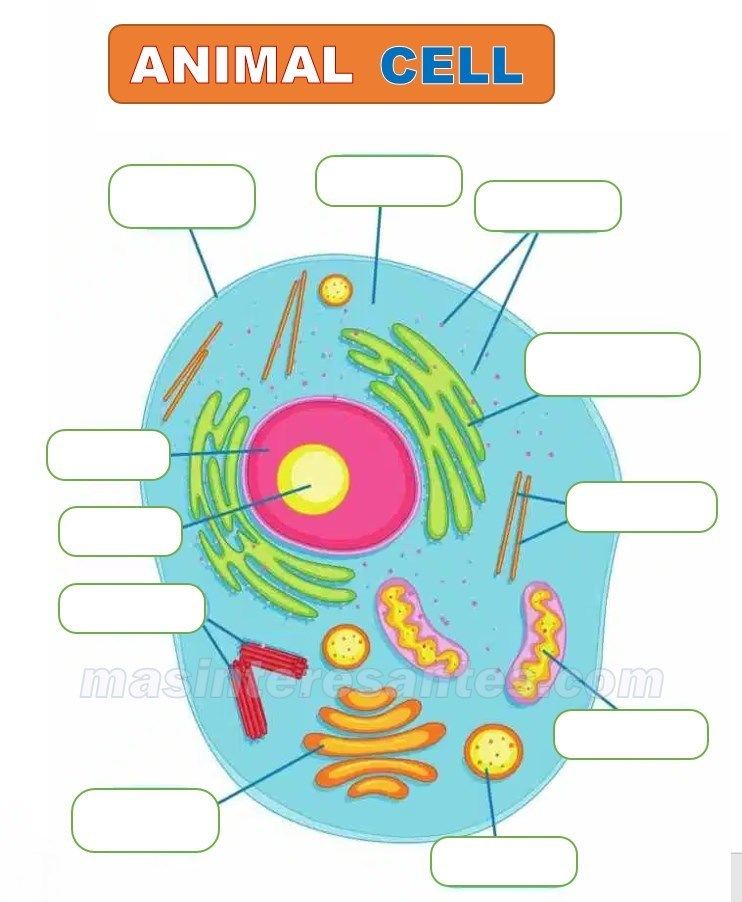 Composición Celular. | Mind Map