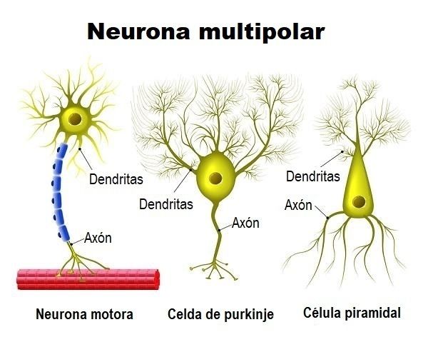 EL SISTEMA NERVIOSO Y PRODUCTIVO | Mind Map