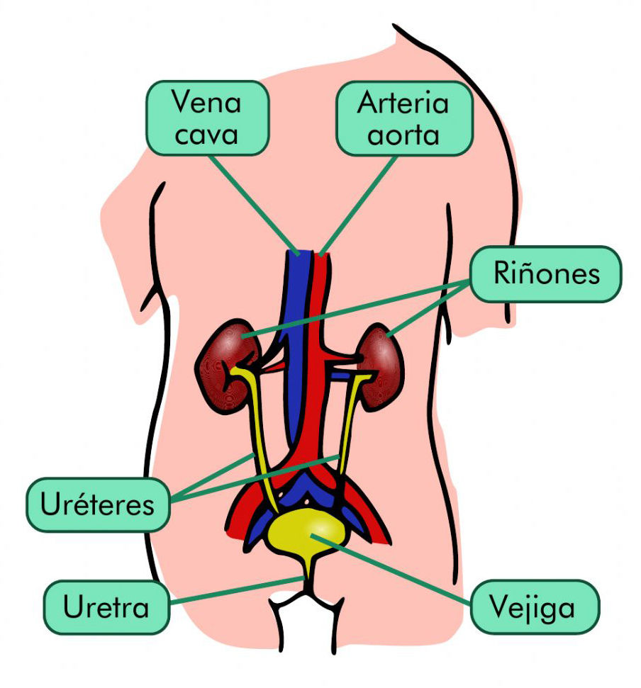 El Aparato Excretor Mind Map 2855