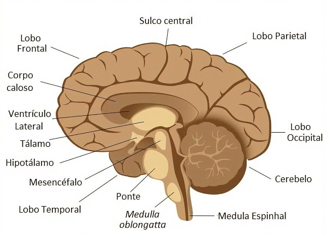 ENCÉFALO | Mind Map