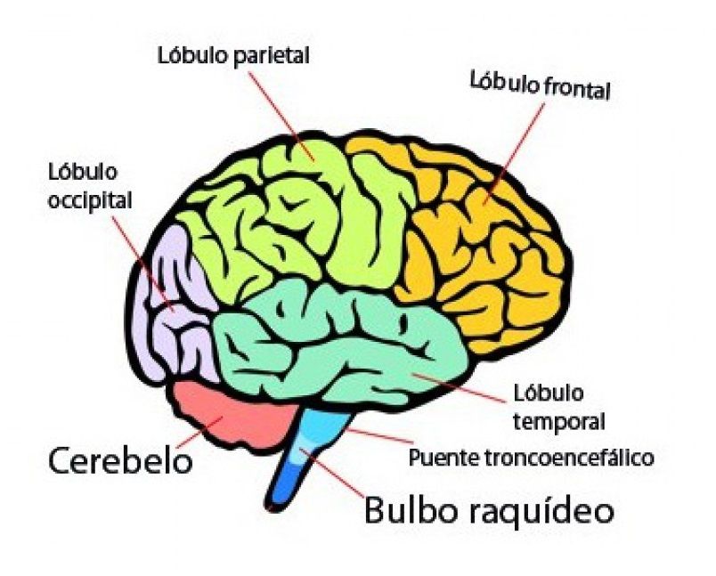 NEUROPSICOLOGÍA | Mind Map