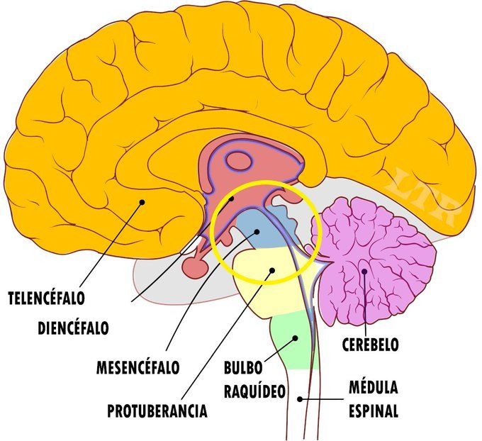 NEUROPSICOLOGÍA | Mind Map